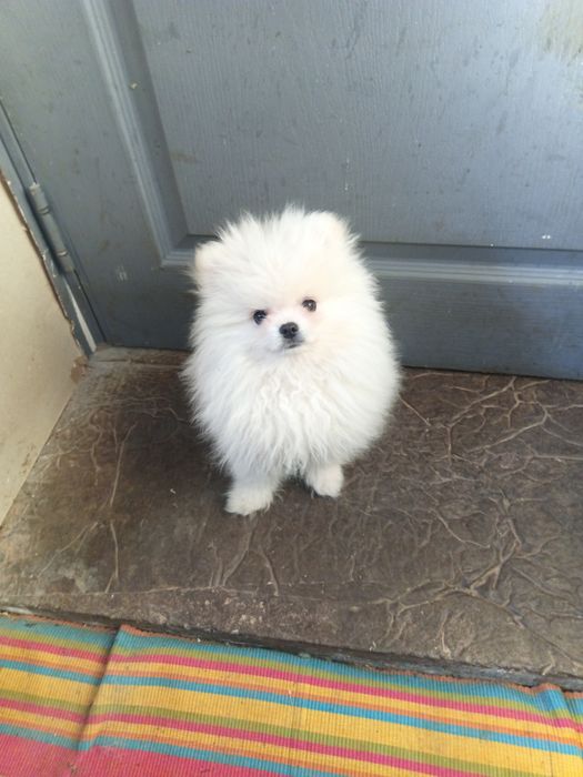 Померанский шпиц мальчик ,3,месяца  ивет по возрасту с документами