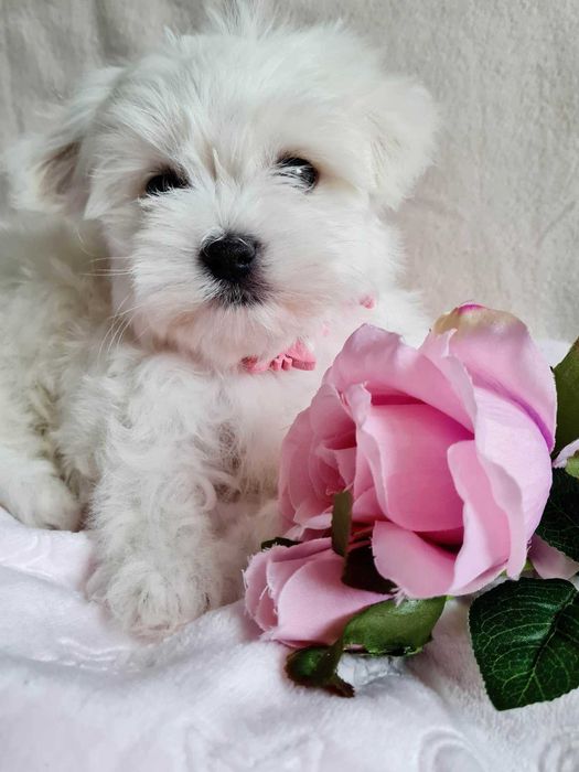 Suczka maltańczyk 10 tygodni. Piękna-czysto-biała.