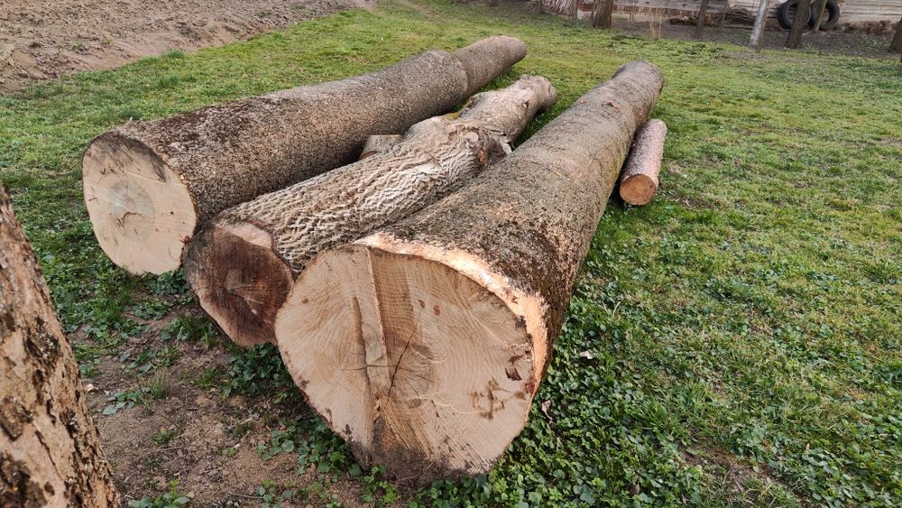 Jesion orzech kłody 500 zł