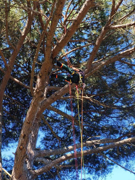 Serviços de Jardinagem | Cortes e Podas de árvores em altura