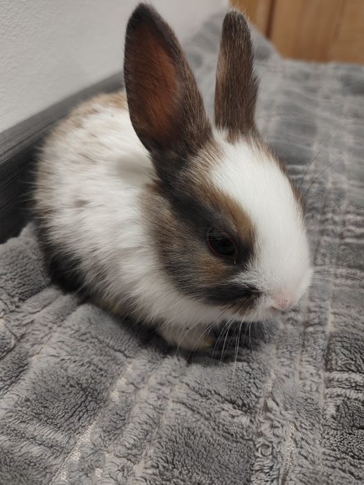 Króliczki miniaturki