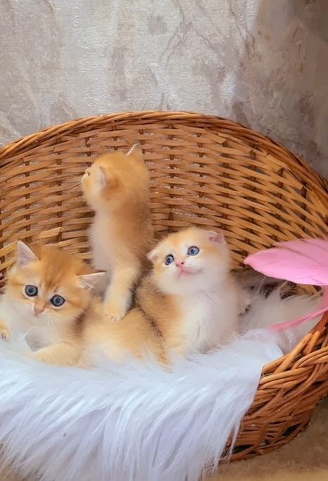 Вислоухие и Прямоухие Мальчики и Девочка