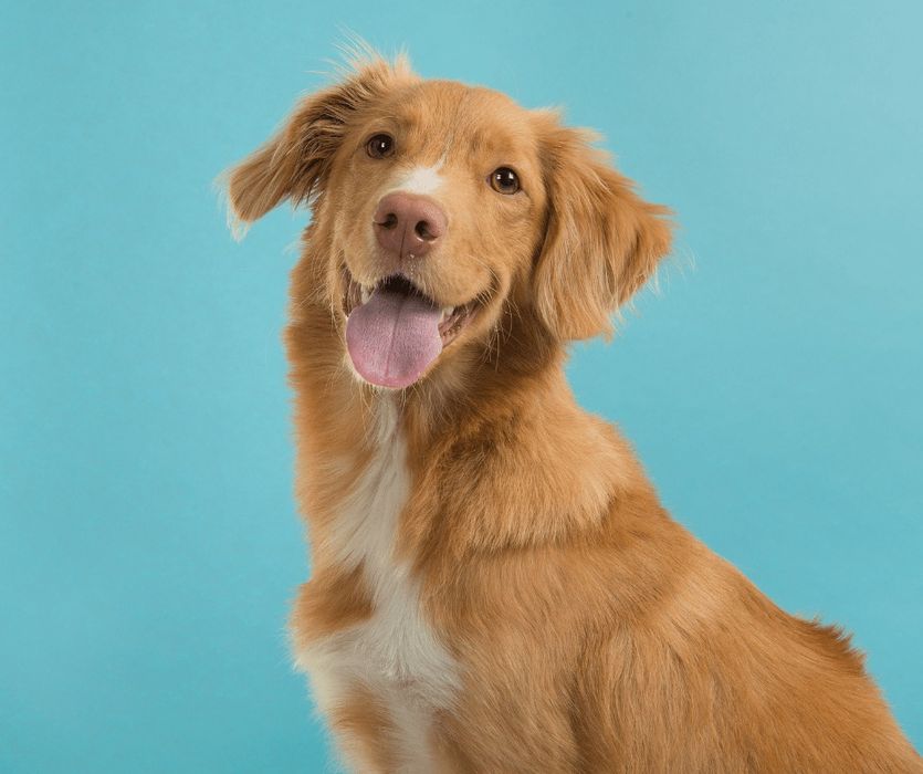 Behawiorysta & Trener psów