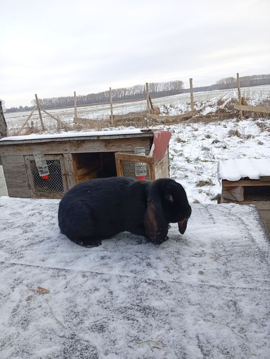 Samiec baran francuski młody