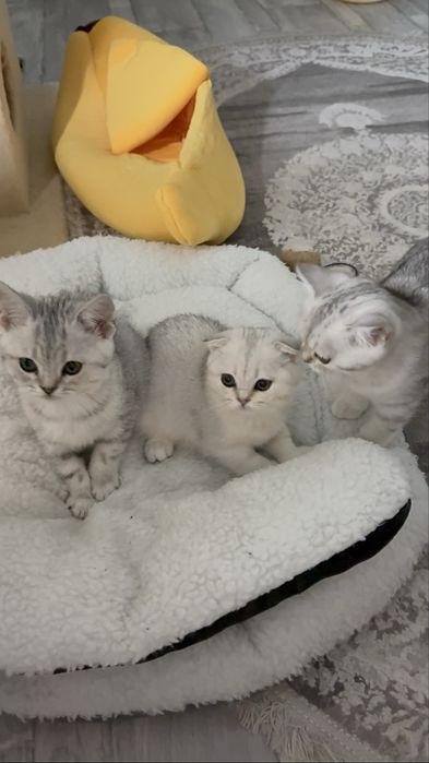 Без кота і життя не те! Мілота!!!