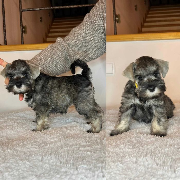 Sznaucer Miniaturowy Pieprz i Sól (ZKwP, FCI)