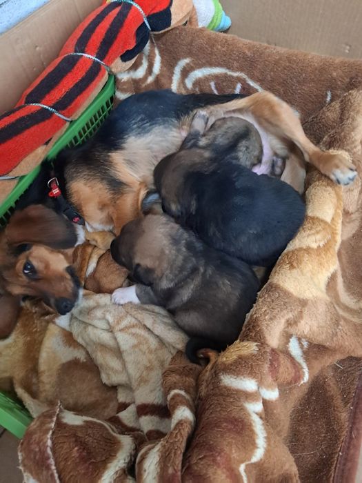 віддам в добрі руки цуценят дівчат