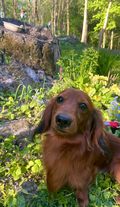 Opieka nad zwierzętami, petsitter/ Domowy hotel dla zwierząt
