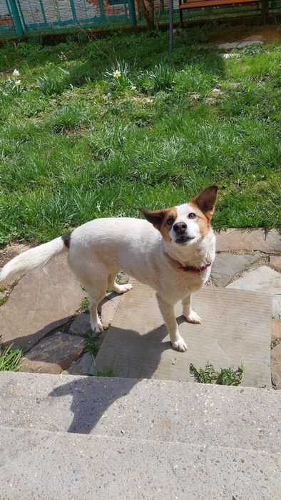 Молода мисливська собака шукає дім