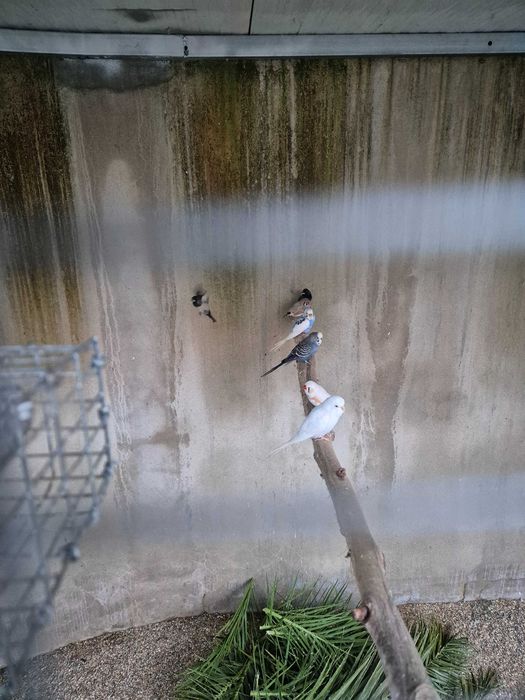 Lote de aves para venda