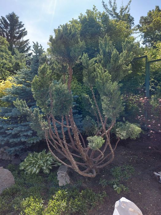 Послуги садівника. Обробка рослин від шкідників та хвороб.