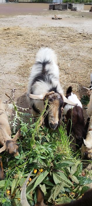 Cabrito e cabritas disponíveis