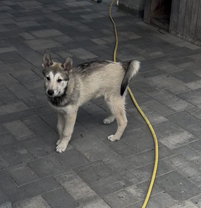 Лайка ЗСЛ з документами
