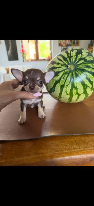 Chihuahua  chlopczyk  do odbioru