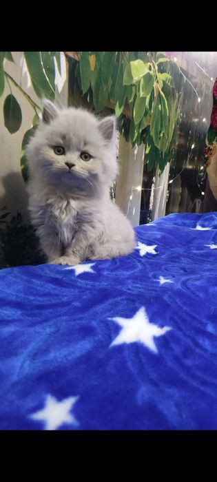 Шотландські новорічні антидеприсанти