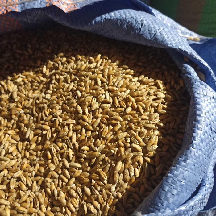 Pszenżyto ozime Rotondo