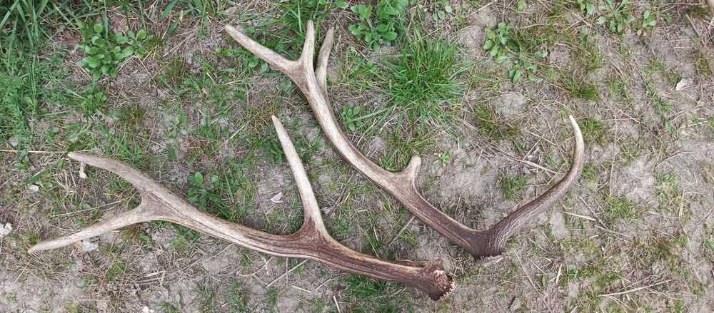 Роги оленя, скинуті в природних умовах
