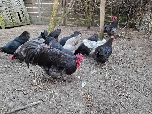 Jaja lęgowe Australorp – potężne i nieśne kury