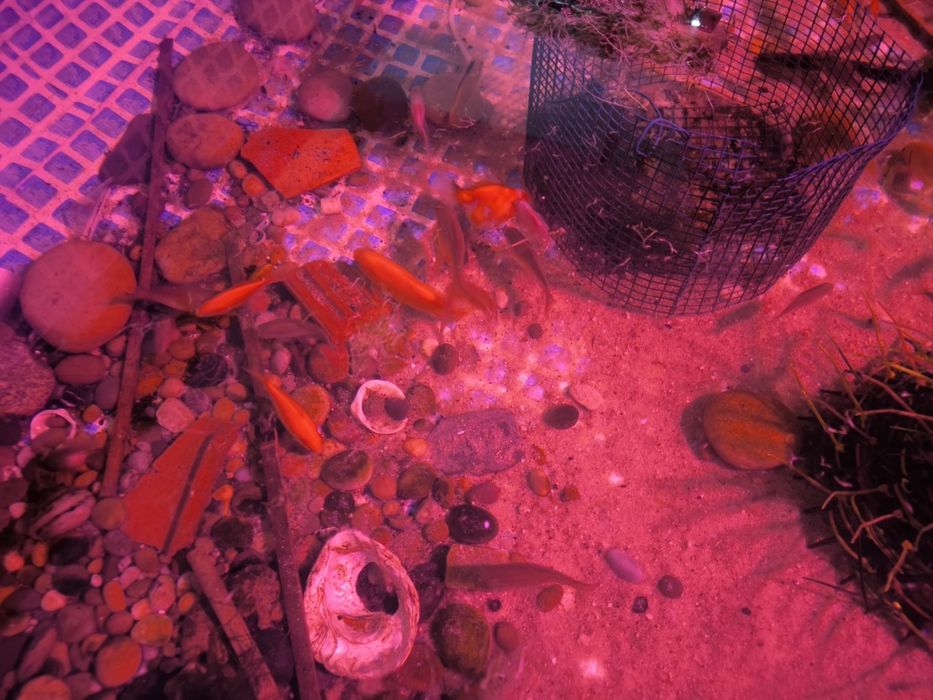 Peixes de água fria para tanques e lagos