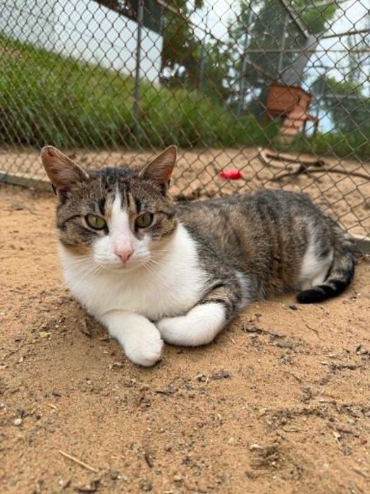 POCISK kot kocurek kochany adopcja schronisko