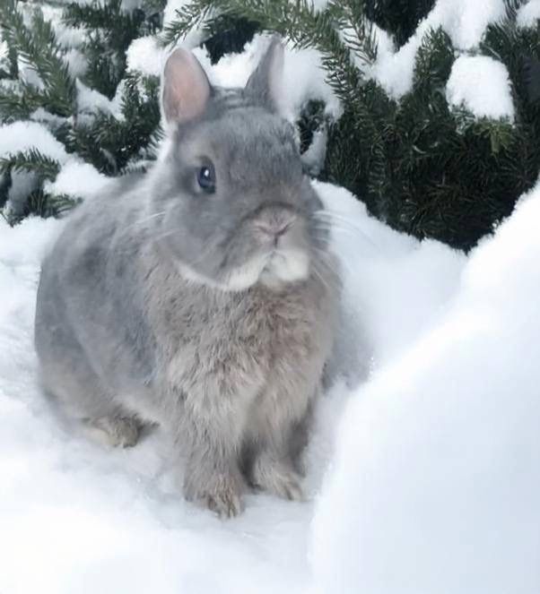 Ексклюзивный окрас! Нидерландский карликовый кролик голубой опал!