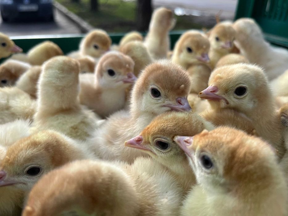 Індик БІГ 6 важковаговик добовий