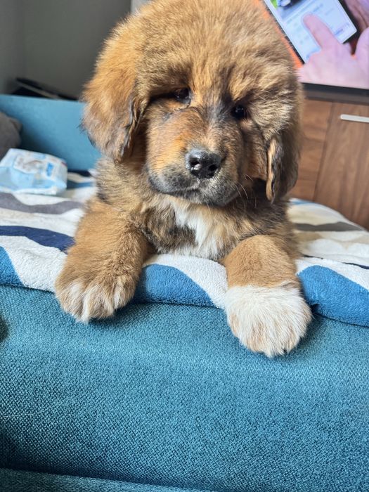 Mastif tybetański FCI