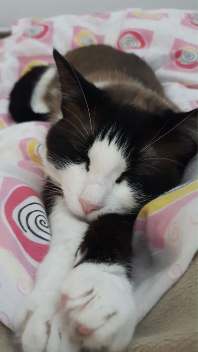 Doação gata femia esterilizada