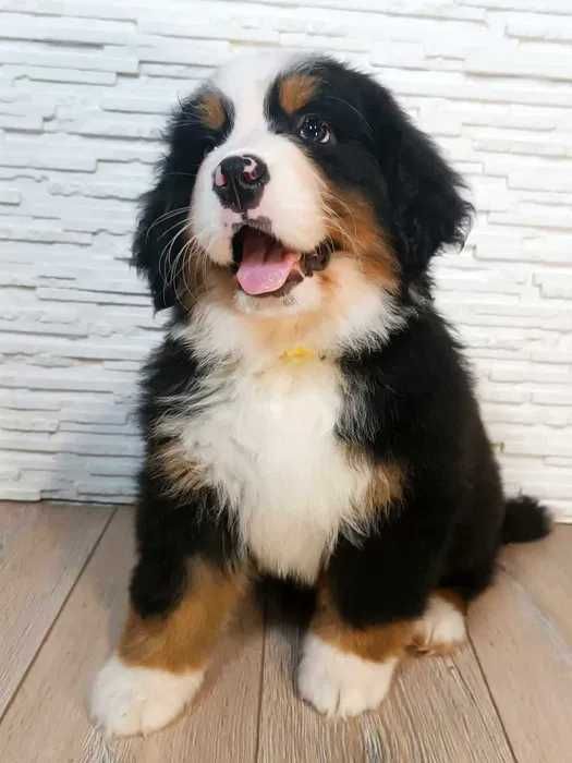 Bouvier Bernois disponível