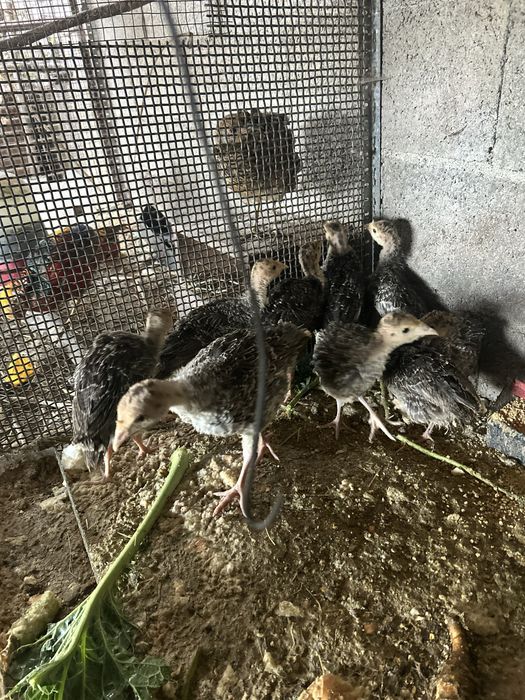 Tenho para dispensar perus, patos, ganços pombos correios caturras e coelhos