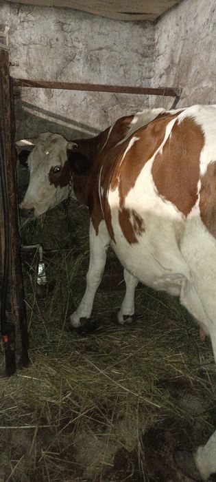 Продам две  коровы.