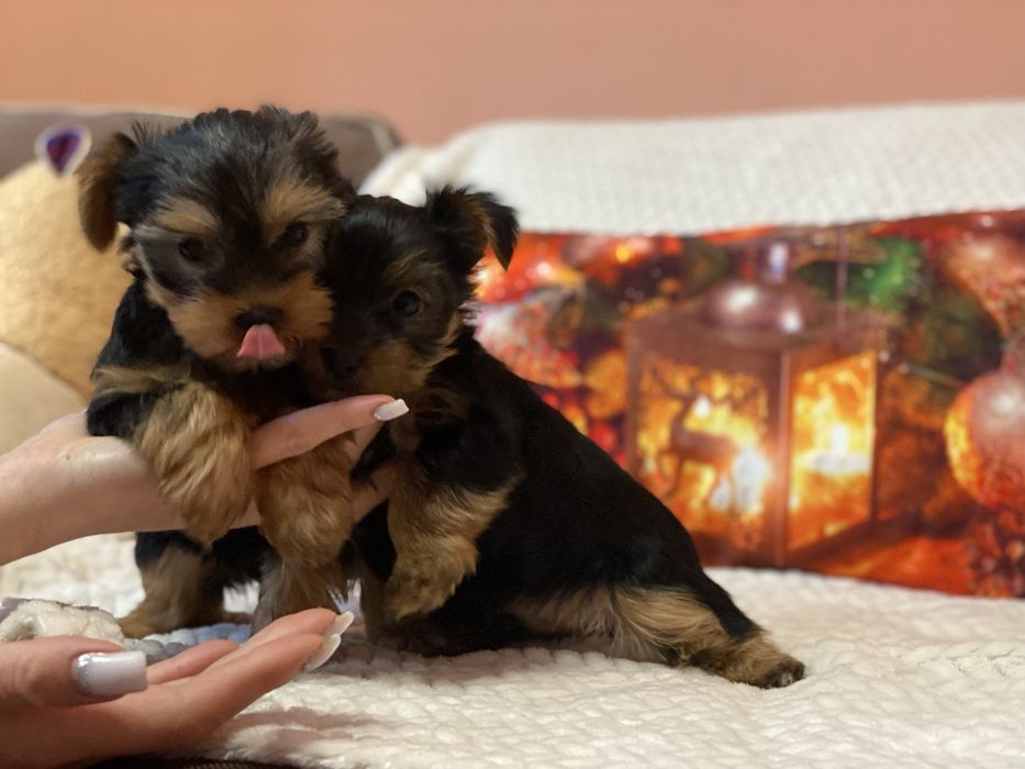 Йорки хлопчики і принцеси