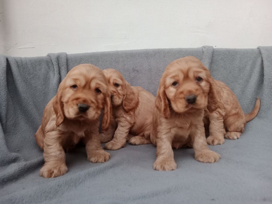 Piękny piesek cocer spaniel Gotowy do odbioru
