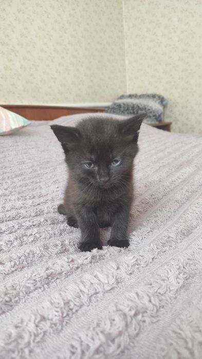 Кошенята, дві дівчинки