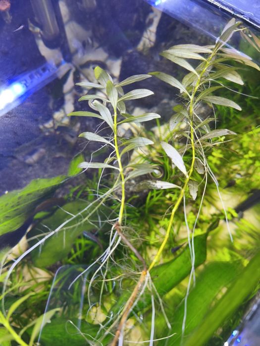 Hygrophila polysperma/nadwódka– łatwa roślina dla początkujących