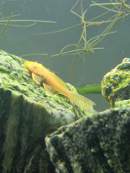 Zbrojnik Glonojad Albinos Welonowy 3 miesięczne.