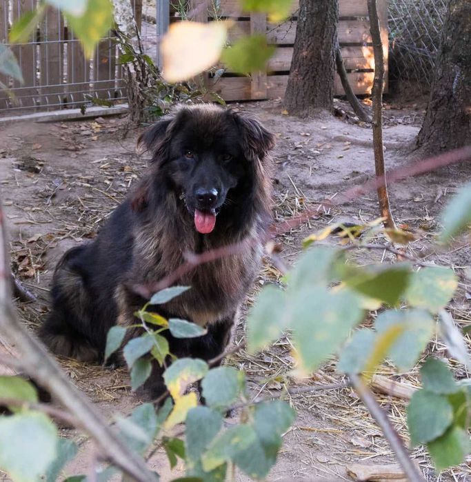 Baks szuka domu, pies