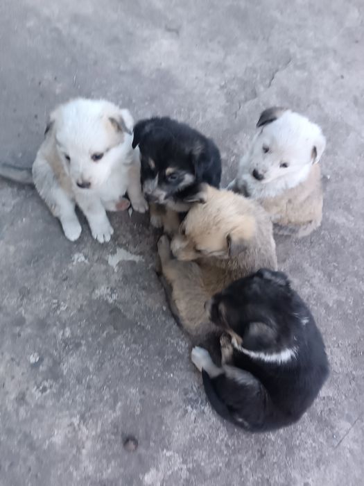 Віддам у добрі руки цуценят
