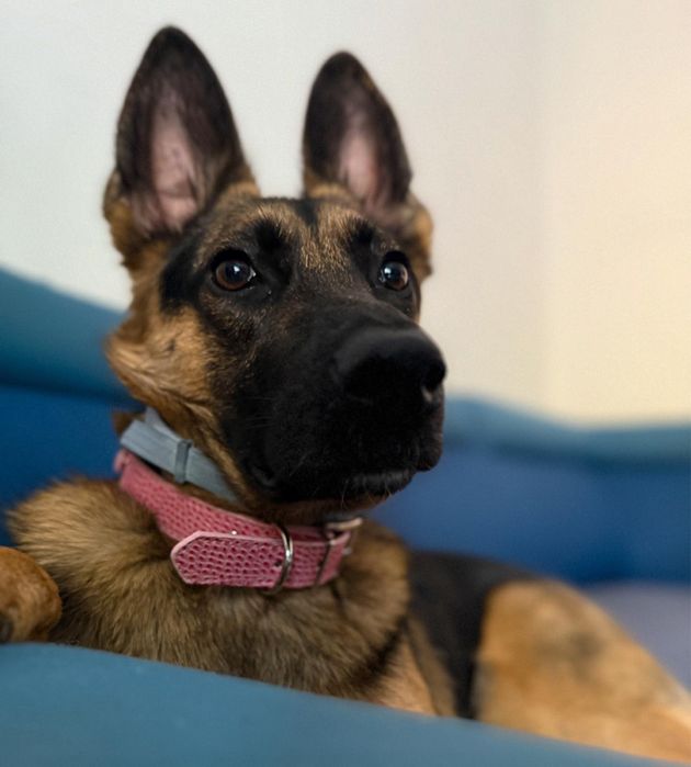 Opieka nad psem , kotem , hotel psi