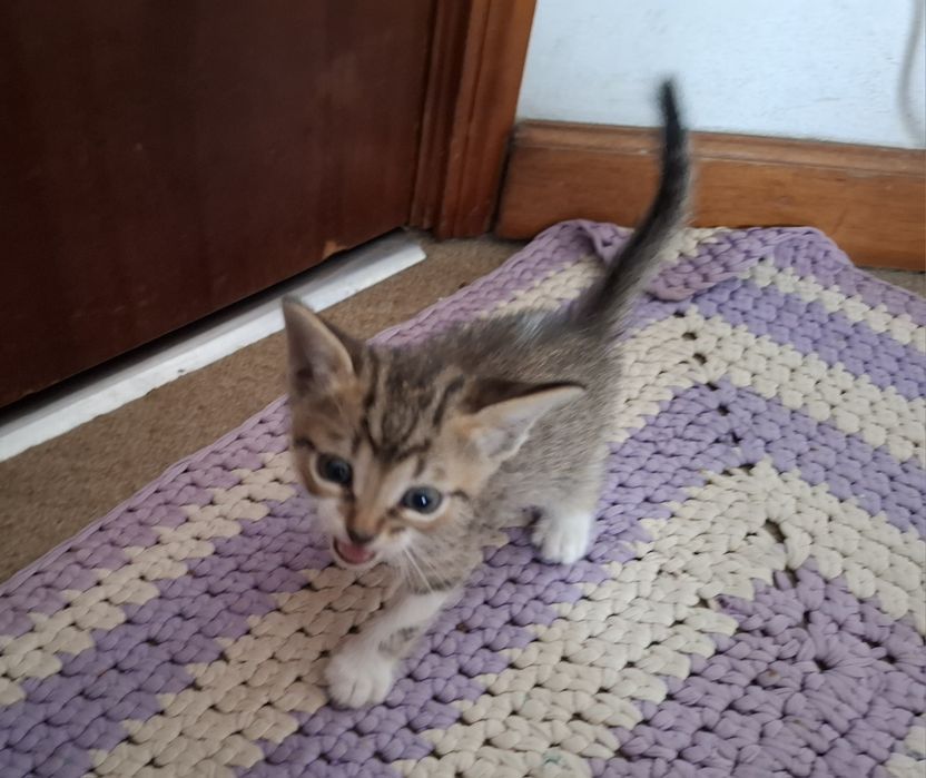 Gatinhos para adopção