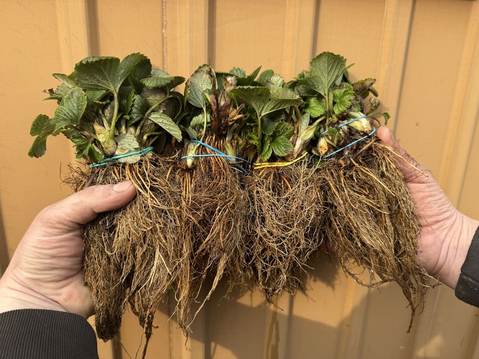 Саджанці полуниці