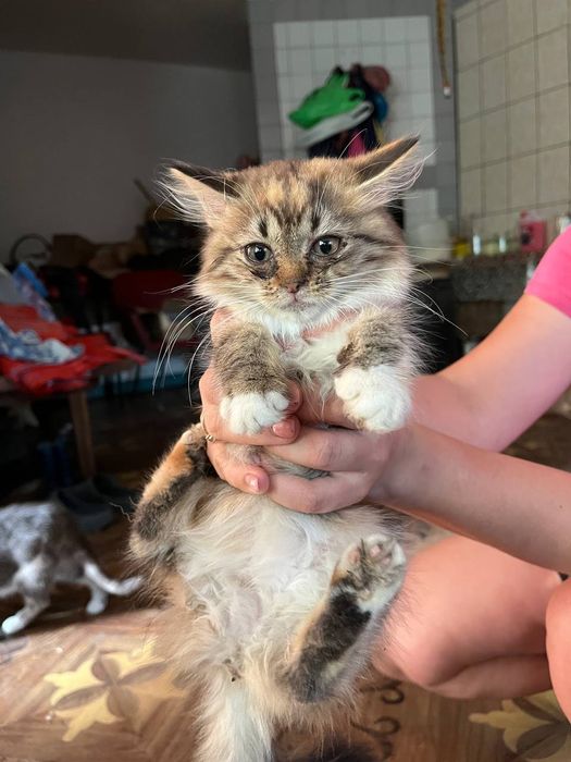 Віддам в добрі руки  кошенят