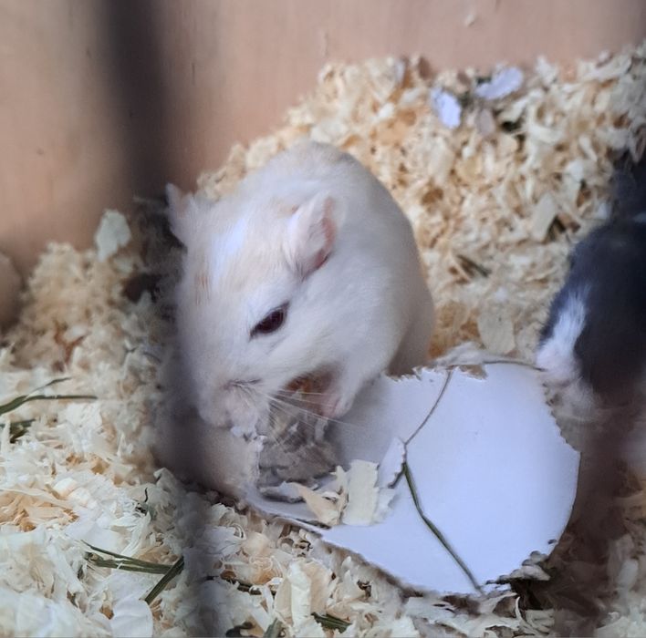 Myszoskoczki samiczki do adopcji