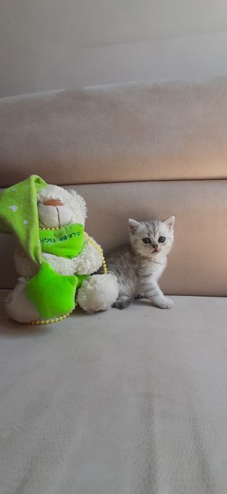 Чудесные котята в нарядном окрасе