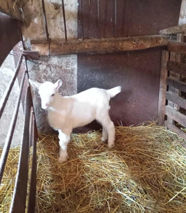 Козенята від швейцарської зааненської породи