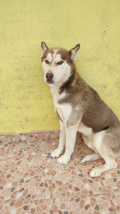 Husky Siberiano com 4 anos