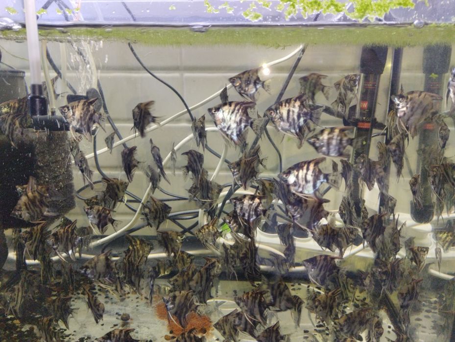 Продаю рыбок Скалярии