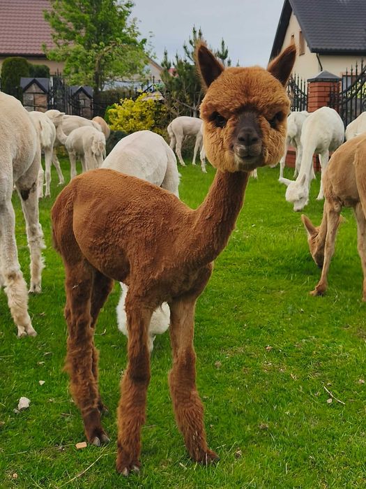 Alpaki młode samczyki ,samice Huacaya