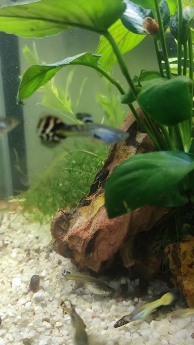 Guppies  criação