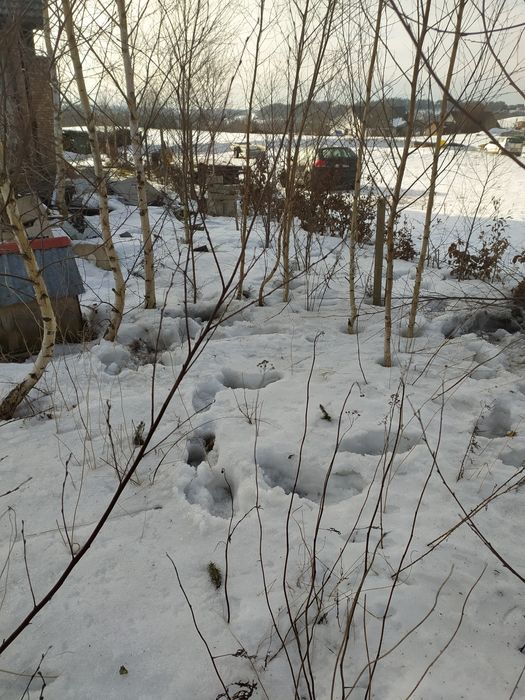 Brzoza wysoka drzewko brzoza brodawkowa